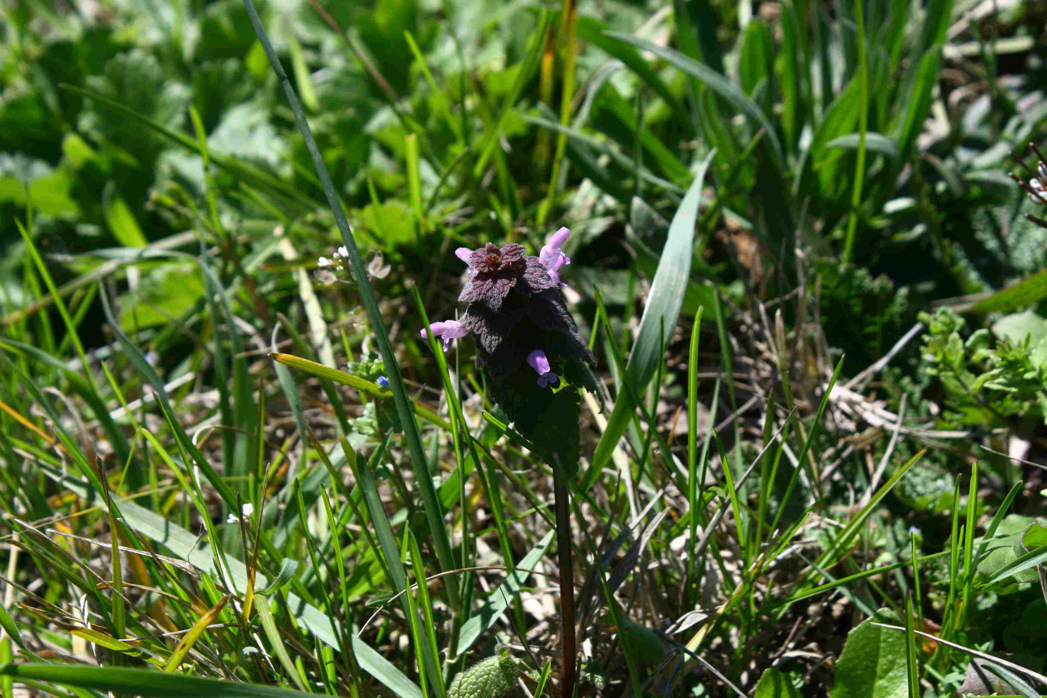 Lamium purpureum